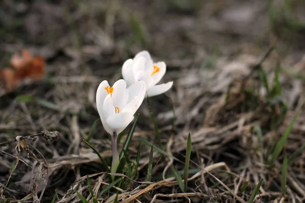 Белые Крокусы Первые Цветы Весна — стоковое фото