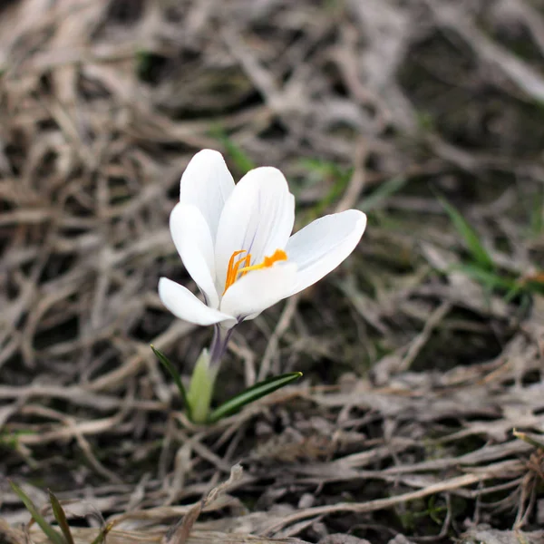 Белые Крокусы Первые Цветы Весна — стоковое фото