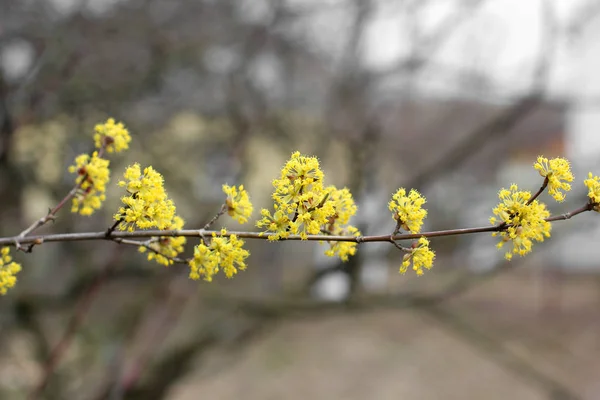 Arbre Jaune Fleurit Printemps Floraison Arbre Gros Plan — Photo