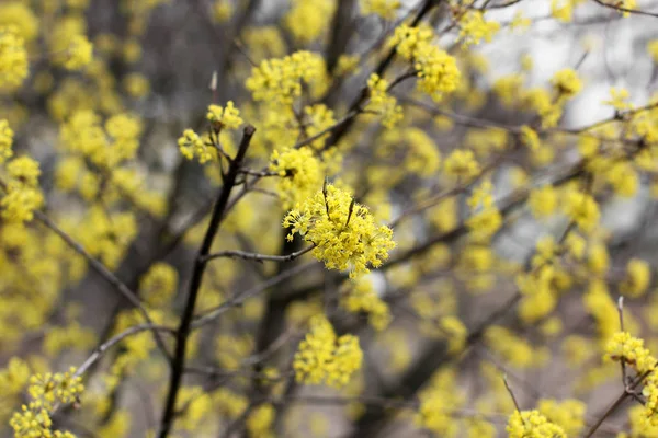 Arbre Jaune Fleurit Printemps Floraison Arbre Gros Plan — Photo