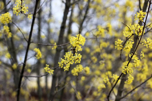 Drzewo Żółte Kwiaty Wiosnę Kwitnące Drzewo Bliska — Zdjęcie stockowe