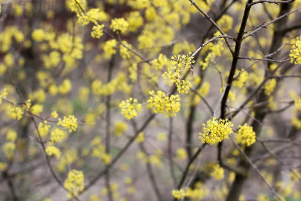 Drzewo Żółte Kwiaty Wiosnę Kwitnące Drzewo Bliska — Zdjęcie stockowe