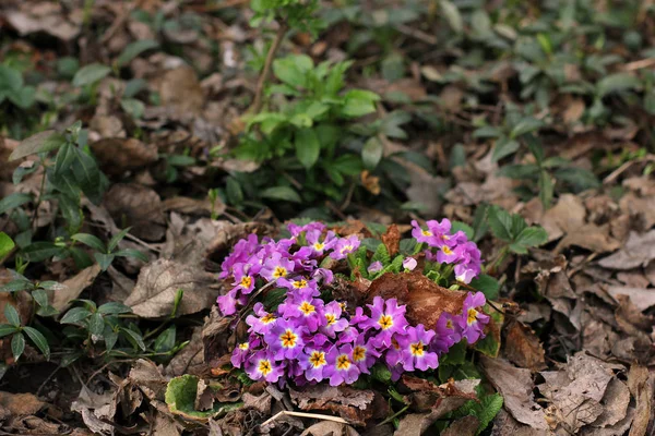 Fleurs Dans Jardin Close — Photo