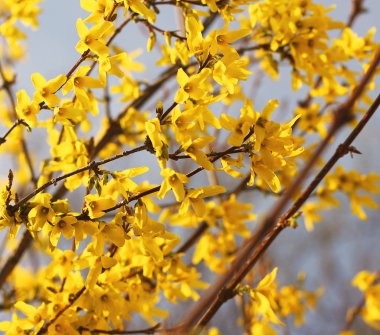 Sarı ağaç kütükler bahar. Çiçekli ağaç yakın çekim