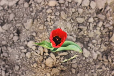 Bahçede çiçek kadar kapatın