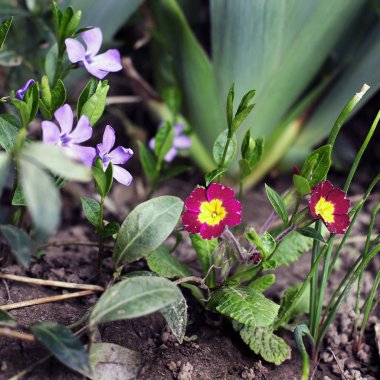 bahçede çiçek yakın çekim