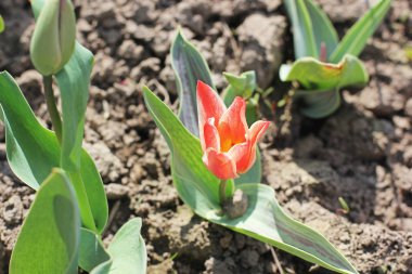bahçede çiçek yakın çekim