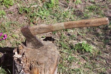 Güdük. Kesilen ağaç. Balta
