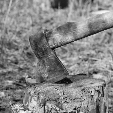 Güdük. Kesilen ağaç. Balta