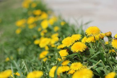 Bahçedeki sarı çiçekler