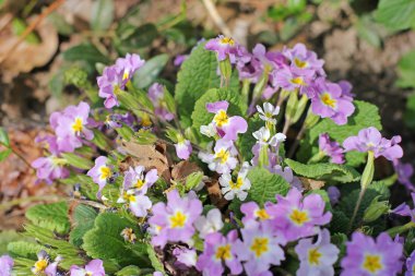 Bahçedeki çiçekler