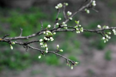 çiçek açmış ağaç yakın