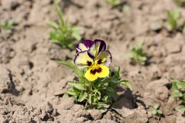 Bahçedeki çiçekler