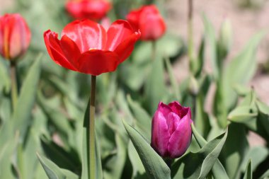 Güzel lale. Pembe lale. Bahar çiçekleri