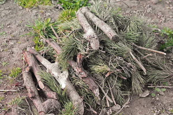 松树和柴火的枝条 — 图库照片