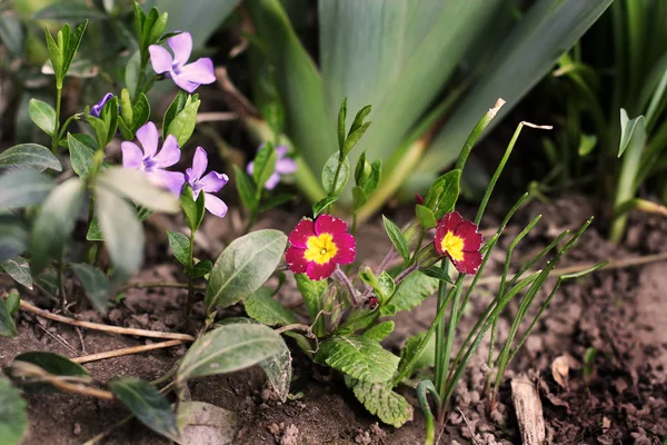 Fleurs Dans Jardin Close — Photo