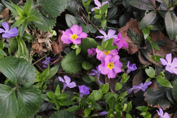 Fleurs Dans Jardin Close — Photo