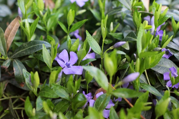 Fleurs Dans Jardin Close — Photo