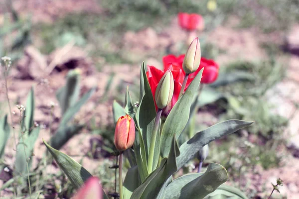 Blumen Garten Aus Nächster Nähe — Stockfoto