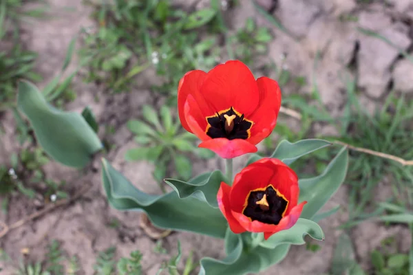 Bahçede Çiçek Yakın Çekim — Stok fotoğraf