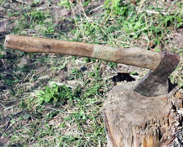 Stump Árbol Talado —  Fotos de Stock