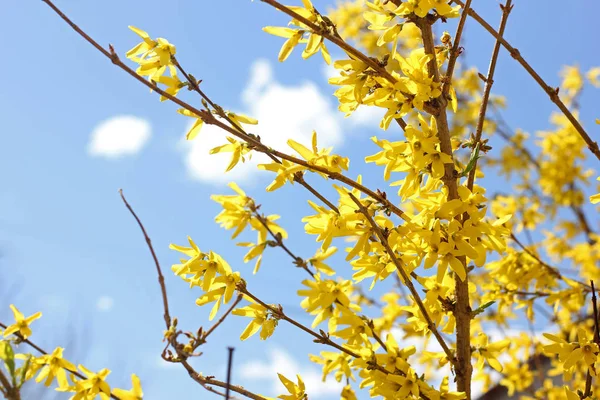 Drzewo Kwitnie Żółto Przeciwko Niebo — Zdjęcie stockowe