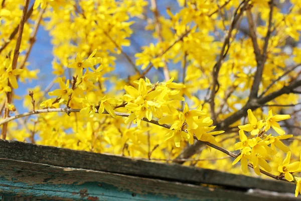 Arbre Fleurit Jaune Contre Ciel — Photo