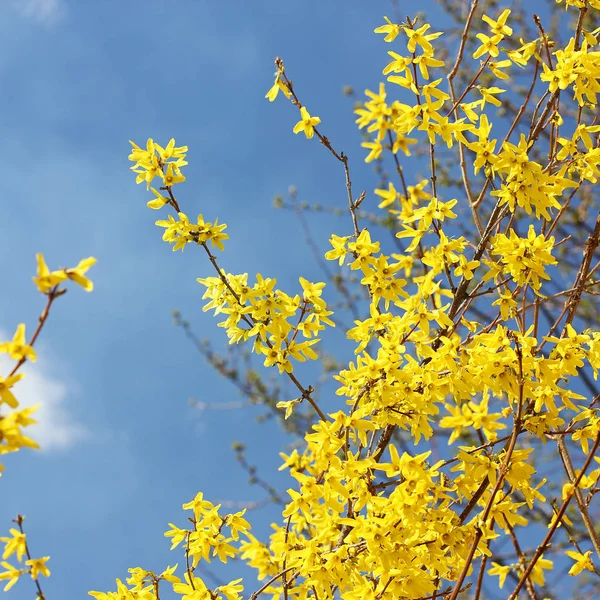 Arbre Fleurit Jaune Contre Ciel — Photo