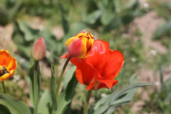 Тюльпаны Саду — стоковое фото