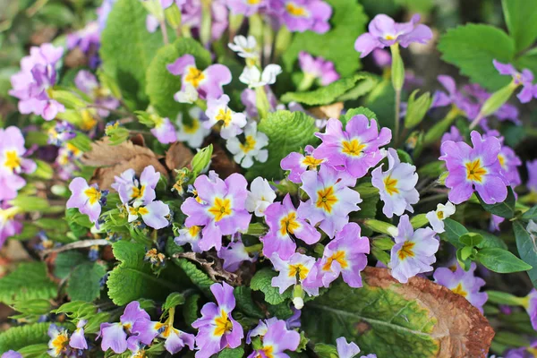 Fleurs Dans Jardin — Photo