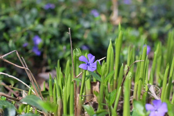 Fleurs Dans Jardin — Photo