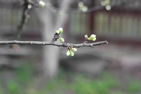 Blommande Träd Nära Upp — Stockfoto