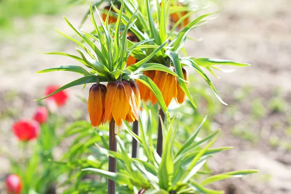 Flores Jardín Corona Real Flor — Foto de Stock