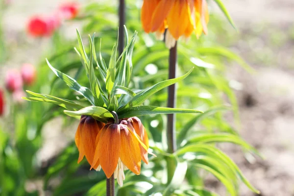 Flores Jardín Flor Corona Real Fritillaria Primer Plano Del Jardín — Foto de Stock