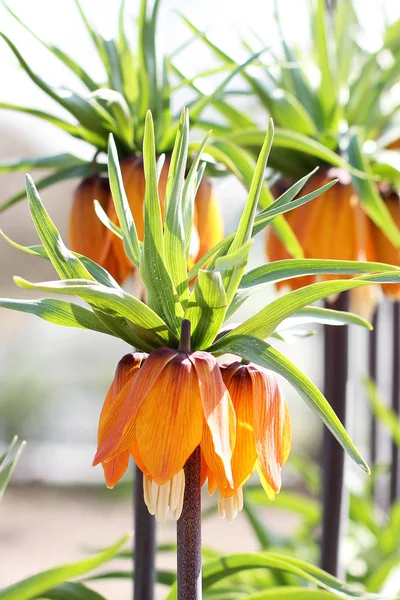 Fritillaria Jardín Hermosas Flores Flores Brillantes — Foto de Stock