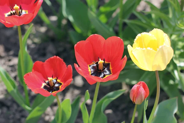 Красивые Тюльпаны Весенние Цветы Красные Тюльпаны — стоковое фото