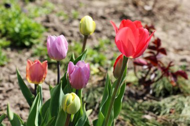 Güzel lale. Bahar çiçekleri. Çeşitli renklerde laleler.