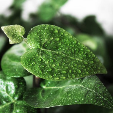 Damlalar yapraklarda yakın çekim