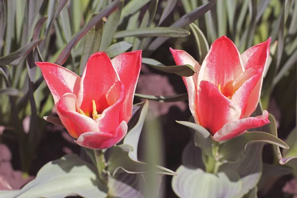 Красивые Тюльпаны Весенние Цветы Красные Тюльпаны — стоковое фото