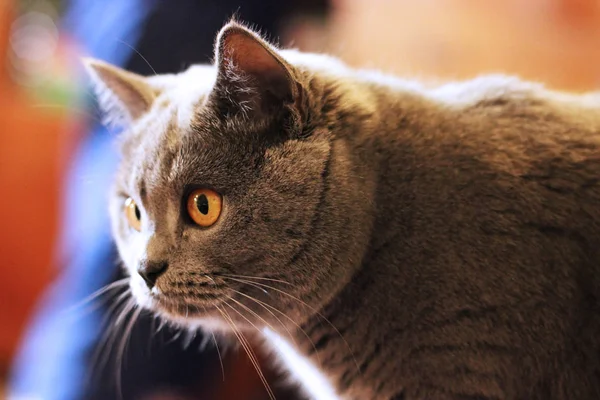 Hermoso Gato Gris Lindo Animal —  Fotos de Stock