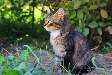Sokaktaki güzel kedi