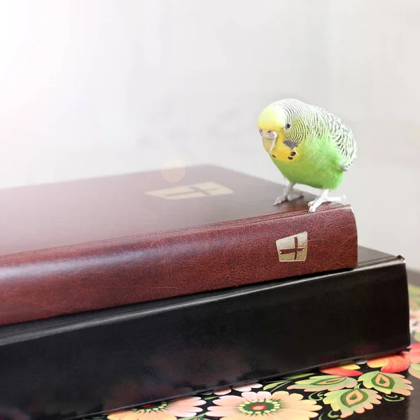 Papagaio Ondulado Senta Bíblia — Fotografia de Stock