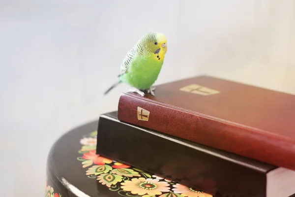 Vågig Papegojan Sitter Bibeln — Stockfoto