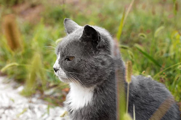 Kat Straat — Stockfoto