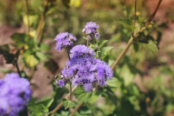 Lila Blommor Trädgården — Stockfoto