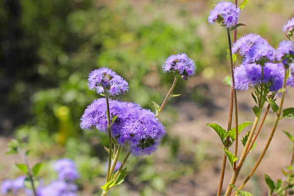 Purple Flowers Garden — Stock Photo, Image