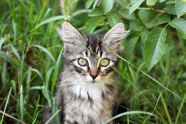 Schöne Katze Auf Der Straße — Stockfoto