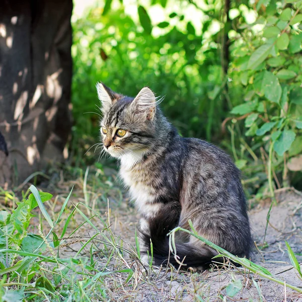 Schöne Katze Auf Der Straße — Stockfoto