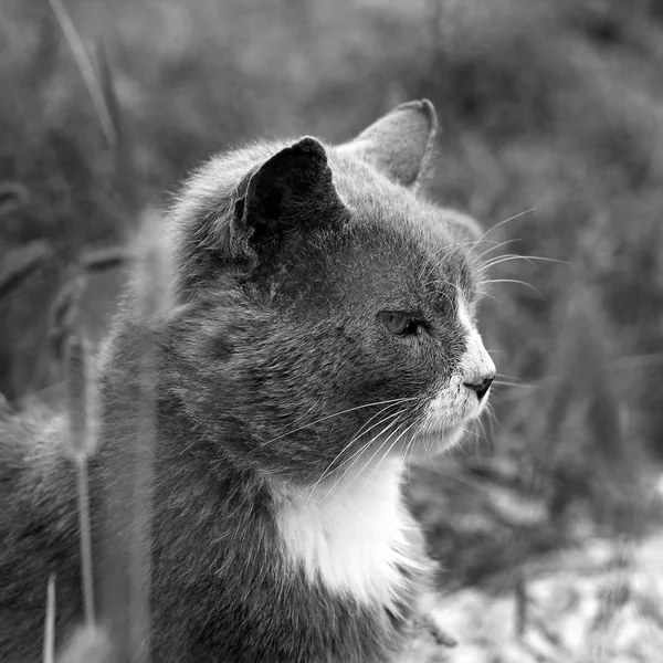 Mooie Kat Straat — Stockfoto