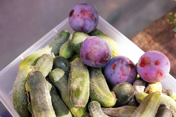 Concombres Légumes Dans Une Boîte Plastique — Photo